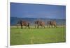 African Elephants Walking in Savanna-DLILLC-Framed Photographic Print