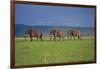 African Elephants Walking in Savanna-DLILLC-Framed Photographic Print