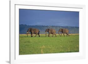 African Elephants Walking in Savanna-DLILLC-Framed Photographic Print