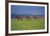 African Elephants Walking in Savanna-DLILLC-Framed Photographic Print