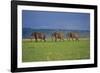 African Elephants Walking in Savanna-DLILLC-Framed Photographic Print