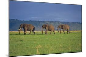 African Elephants Walking in Savanna-DLILLC-Mounted Photographic Print