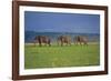 African Elephants Walking in Savanna-DLILLC-Framed Photographic Print