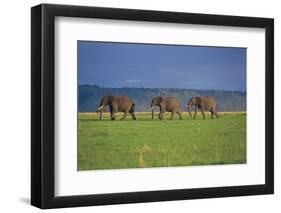 African Elephants Walking in Savanna-DLILLC-Framed Photographic Print