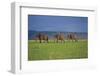 African Elephants Walking in Savanna-DLILLC-Framed Photographic Print