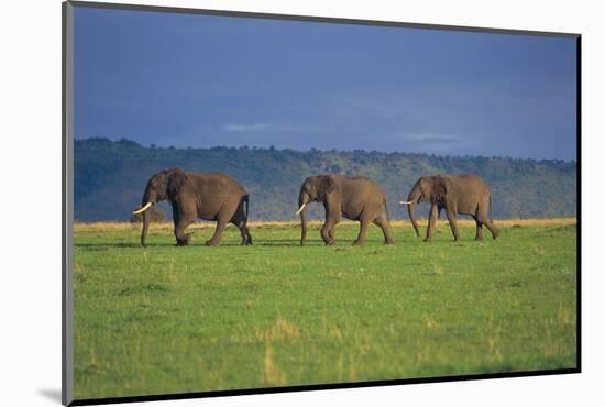 African Elephants Walking in Savanna-DLILLC-Mounted Photographic Print