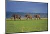 African Elephants Walking in Savanna-DLILLC-Mounted Photographic Print