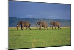 African Elephants Walking in Savanna-DLILLC-Mounted Photographic Print