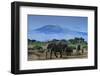 African Elephants Walking in Savanna-DLILLC-Framed Photographic Print