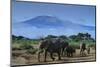 African Elephants Walking in Savanna-DLILLC-Mounted Photographic Print