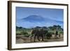 African Elephants Walking in Savanna-DLILLC-Framed Photographic Print