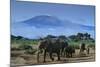 African Elephants Walking in Savanna-DLILLC-Mounted Photographic Print