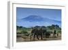 African Elephants Walking in Savanna-DLILLC-Framed Photographic Print