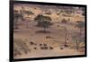 African Elephants Walking in Savanna-DLILLC-Framed Photographic Print