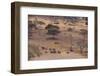 African Elephants Walking in Savanna-DLILLC-Framed Photographic Print