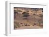 African Elephants Walking in Savanna-DLILLC-Framed Photographic Print