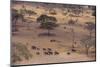 African Elephants Walking in Savanna-DLILLC-Mounted Photographic Print