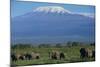 African Elephants Walking in Savanna-DLILLC-Mounted Photographic Print