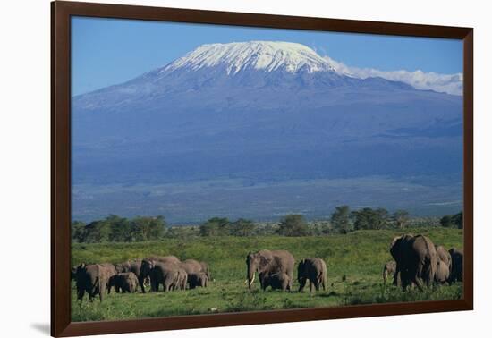 African Elephants Walking in Savanna-DLILLC-Framed Photographic Print