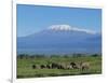 African Elephants Walking in Savanna-DLILLC-Framed Photographic Print