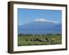 African Elephants Walking in Savanna-DLILLC-Framed Photographic Print