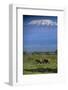 African Elephants Walking in Savanna-DLILLC-Framed Photographic Print