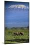 African Elephants Walking in Savanna-DLILLC-Mounted Photographic Print