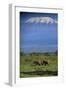 African Elephants Walking in Savanna-DLILLC-Framed Photographic Print