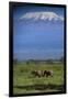 African Elephants Walking in Savanna-DLILLC-Framed Photographic Print