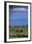 African Elephants Walking in Savanna-DLILLC-Framed Photographic Print
