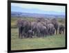 African Elephants Walking in Savanna-DLILLC-Framed Photographic Print