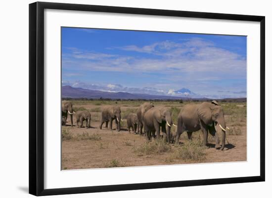 African Elephants Walking in Savanna-DLILLC-Framed Photographic Print