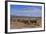 African Elephants Walking in Savanna-DLILLC-Framed Photographic Print