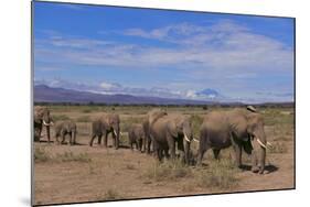 African Elephants Walking in Savanna-DLILLC-Mounted Photographic Print