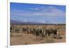 African Elephants Walking in Savanna-DLILLC-Framed Photographic Print