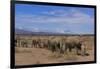 African Elephants Walking in Savanna-DLILLC-Framed Photographic Print