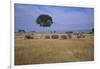 African Elephants Walking in Savanna-DLILLC-Framed Photographic Print