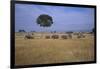 African Elephants Walking in Savanna-DLILLC-Framed Photographic Print