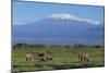 African Elephants Walking in Savanna-DLILLC-Mounted Photographic Print