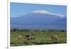 African Elephants Walking in Savanna-DLILLC-Framed Photographic Print