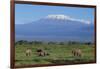 African Elephants Walking in Savanna-DLILLC-Framed Photographic Print