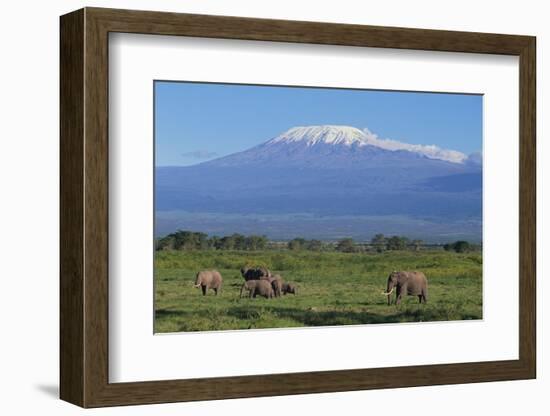 African Elephants Walking in Savanna-DLILLC-Framed Photographic Print