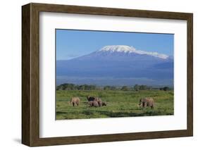 African Elephants Walking in Savanna-DLILLC-Framed Photographic Print