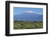 African Elephants Walking in Savanna-DLILLC-Framed Photographic Print