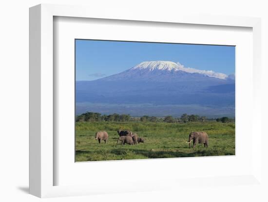 African Elephants Walking in Savanna-DLILLC-Framed Photographic Print