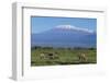 African Elephants Walking in Savanna-DLILLC-Framed Photographic Print