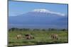 African Elephants Walking in Savanna-DLILLC-Mounted Photographic Print