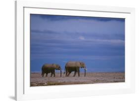 African Elephants Walking in Savanna-DLILLC-Framed Photographic Print