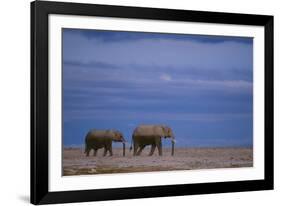 African Elephants Walking in Savanna-DLILLC-Framed Photographic Print