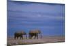 African Elephants Walking in Savanna-DLILLC-Mounted Photographic Print